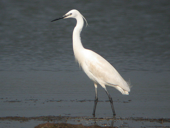 Little%20Egret%203%20Vange%20130405.jpg