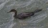 Shag at Southend Pier (Don Petrie) (53405 bytes) Shag at Southend Pier (Don Petrie) (53405 bytes)