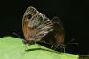 Meadow Brown at Belfairs Great Wood (Richard Howard) (59196 bytes)