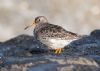 Purple Sandpiper at Canvey Point (Jeff Delve) (55748 bytes) Purple Sandpiper at Canvey Point (Jeff Delve) (55748 bytes)