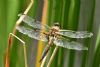Four-spotted Chaser at Bowers Marsh (RSPB) (Graham Oakes) (61469 bytes) Four-spotted Chaser at Bowers Marsh (RSPB) (Graham Oakes) (61469 bytes)