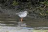 Spotted Redshank at Tewkes Creek (Richard Howard) (84020 bytes)