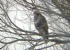 Buzzard at Paglesham Lagoon (Don Petrie) (32207 bytes) Buzzard at Paglesham Lagoon (Don Petrie) (32207 bytes)