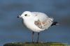 Mediterranean Gull at Southend Pier (Richard Howard) (36567 bytes)