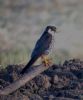 Hobby at Wallasea Island (RSPB) (Jeff Delve) (60196 bytes)