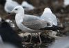 Caspian Gull at Wat Tyler Country Park (Steve Arlow) (106918 bytes) Caspian Gull at Wat Tyler Country Park (Steve Arlow) (106918 bytes)