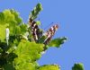 Purple Emperor at Belfairs N.R. (Vince Kinsler) (53865 bytes)