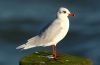 Mediterranean Gull at Southend Pier (Steve Arlow) (69982 bytes)