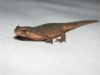 Smooth Newt at Highlands Boulevard, Leigh (Paul Griggs) (40715 bytes)