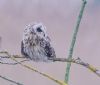Short-eared Owl at Wallasea Island (RSPB) (Vince Kinsler) (47647 bytes)