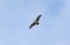 Osprey at Wallasea Island (RSPB) (Andrew Armstrong) (12290 bytes) Osprey at Wallasea Island (RSPB) (Andrew Armstrong) (12290 bytes)