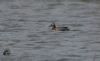 Garganey at Wallasea Island (RSPB) (Jeff Delve) (45092 bytes)