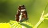 White Admiral at Hockley Woods (Steve Arlow) (43167 bytes)