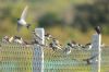 Sand Martin at Gunners Park (Richard Howard) (112406 bytes)