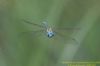 Southern Migrant Hawker at Benfleet Downs (Richard Howard) (38796 bytes)