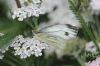 Green-veined White at Gunners Park (Richard Howard) (53244 bytes)