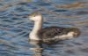 Black-throated Diver at Gunners Park (Jeff Delve) (122015 bytes) Black-throated Diver at Gunners Park (Jeff Delve) (122015 bytes)