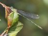 Willow Emerald Damselfly at Bowers Marsh (RSPB) (Graham Oakes) (51184 bytes)