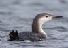 Black-throated Diver at Gunners Park (Andrew Armstrong) (46593 bytes) Black-throated Diver at Gunners Park (Andrew Armstrong) (46593 bytes)