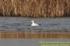 Smew at Bowers Marsh (RSPB) (Richard Howard) (80590 bytes)