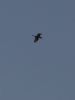 Great White Egret at Wallasea Island (RSPB) (Tim Bourne) (23657 bytes) Great White Egret at Wallasea Island (RSPB) (Tim Bourne) (23657 bytes)