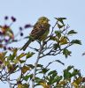 Yellowhammer at Bowers Marsh (RSPB) (Graham Oakes) (111334 bytes) Yellowhammer at Bowers Marsh (RSPB) (Graham Oakes) (111334 bytes)