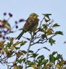 Yellowhammer at Bowers Marsh (RSPB) (Graham Oakes) (111334 bytes)