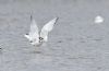 Little Gull at Gunners Park (Andrew Armstrong) (38248 bytes) Little Gull at Gunners Park (Andrew Armstrong) (38248 bytes)
