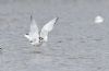 Little Gull at Gunners Park (Andrew Armstrong) (38248 bytes)