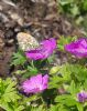 Orange-tip at South Fambridge (Paul Baker) (104887 bytes)