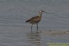 Whimbrel at Potton Creek (Richard Howard) (47183 bytes)