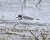Little Ringed Plover at Bowers Marsh (RSPB) (Graham Oakes) (58556 bytes) Little Ringed Plover at Bowers Marsh (RSPB) (Graham Oakes) (58556 bytes)