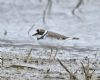 Little Ringed Plover at Bowers Marsh (RSPB) (Graham Oakes) (58556 bytes)