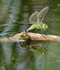 Emperor Dragonfly at Bowers Marsh (RSPB) (Graham Oakes) (82467 bytes) Emperor Dragonfly at Bowers Marsh (RSPB) (Graham Oakes) (82467 bytes)