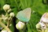 Green Hairstreak at Benfleet Downs (Richard Howard) (61587 bytes)