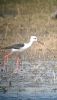 Black-winged Stilt at Bowers Marsh (RSPB) (Neil Chambers) (53952 bytes)