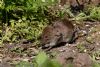 Bank Vole at Canewdon (Jeff Delve) (115177 bytes)