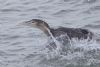 White-billed Diver at Southend Pier (Jeff Delve) (76821 bytes)