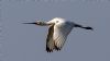 Spoonbill at Wat Tyler Country Park (Alan Shearman) (35227 bytes)