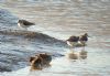 Greenshank at Wat Tyler Country Park (Paul Baker) (86660 bytes)