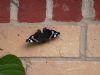 Red Admiral at Highlands Boulevard, Leigh (Paul Griggs) (94341 bytes) Red Admiral at Highlands Boulevard, Leigh (Paul Griggs) (94341 bytes)