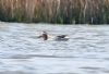 Garganey at Wallasea Island (RSPB) (Paul Baker) (70831 bytes)