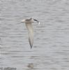 Common Tern at Lower Raypits (Jeff Delve) (94100 bytes)