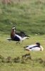 Red-breasted Goose at Fleet Head (Neil Chambers) (55350 bytes)