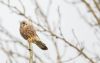 Kestrel at Wallasea Island (RSPB) (Andrew Armstrong) (34279 bytes)