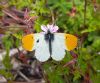 Orange-tip at South Fambridge (Paul Baker) (83734 bytes)