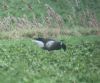 Black Brant at South Fambridge (Paul Baker) (73920 bytes)