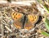 Small Copper at Bowers Marsh (RSPB) (Graham Oakes) (110230 bytes)