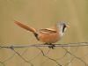 Bearded Tit at Bowers Marsh (RSPB) (Graham Oakes) (46968 bytes)