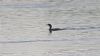 Shag at South Fambridge (Paul Baker) (50511 bytes)